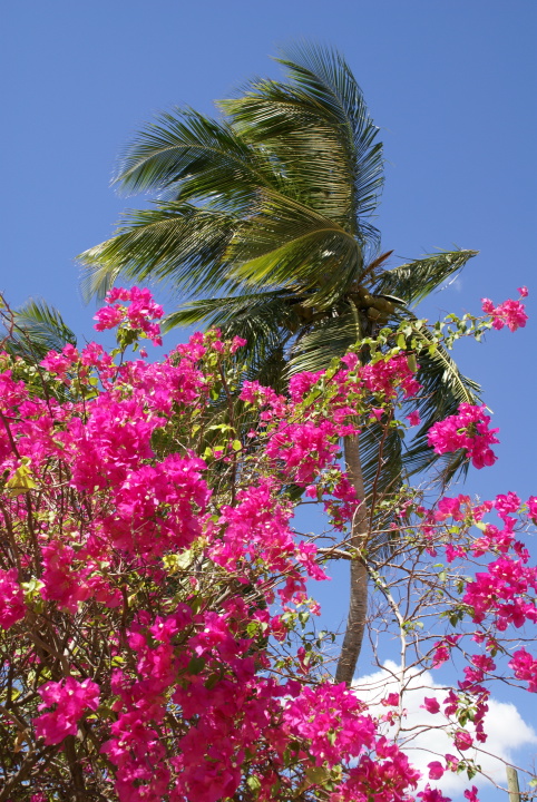 BeachFlowers-Resize.JPG